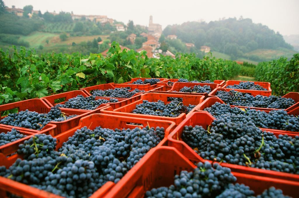 San Martino Alfieri Marchesi Alfieri - Cantine E Ospitalita מראה חיצוני תמונה