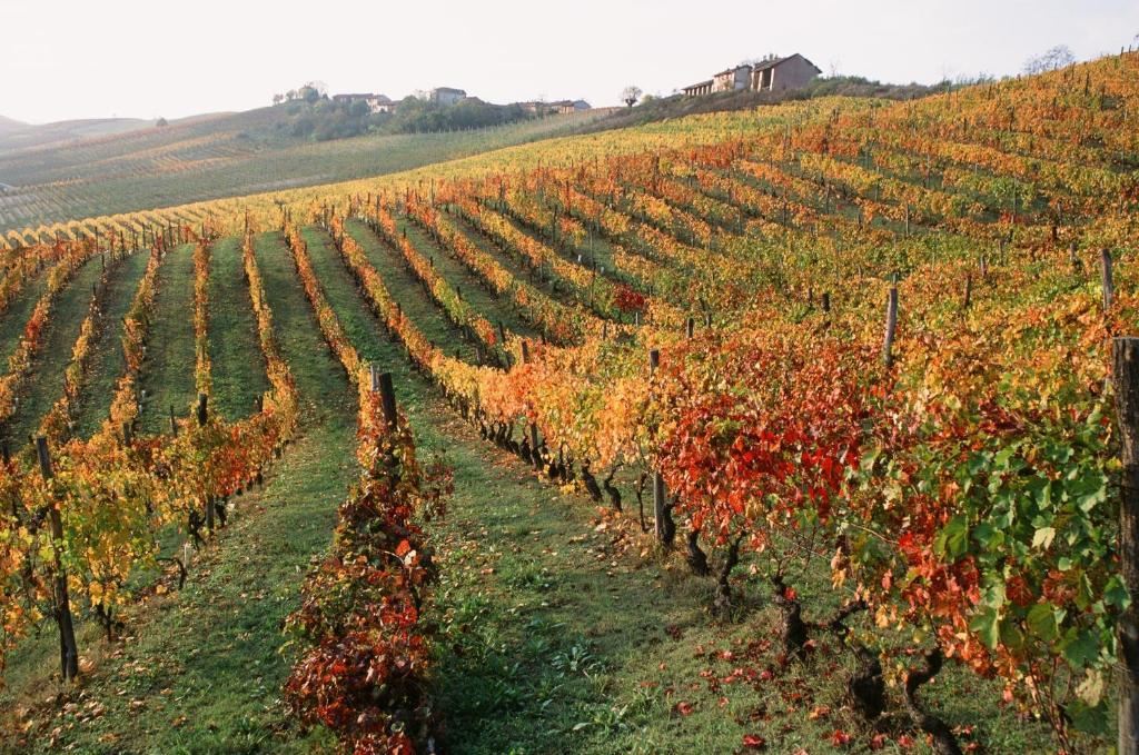 San Martino Alfieri Marchesi Alfieri - Cantine E Ospitalita מראה חיצוני תמונה